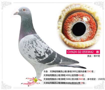 天津皓翔赛鸽公棚(春棚)510公里加站赛19名 雌