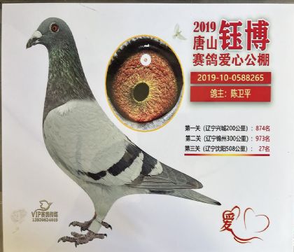 唐山钰博赛鸽爱心公棚500公里决赛27名 雌