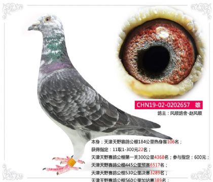 天津天野赛鸽公棚560公里加站赛389名 雄