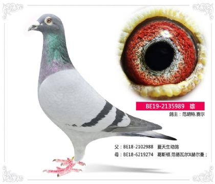 范胡特.赛尔---奶酪989 雄