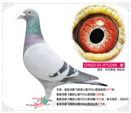 秦皇岛豪飞赛鸽公棚544公里加站赛278名 雄