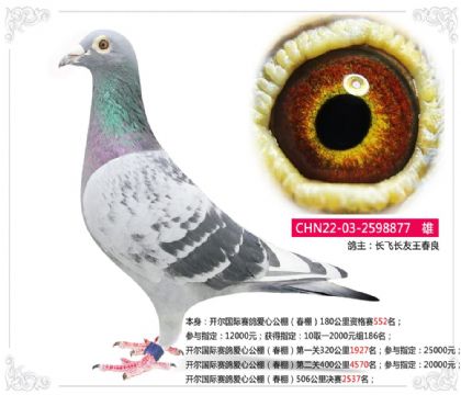 开尔国际赛鸽爱心公棚(春棚)506公里决赛2537名 雄