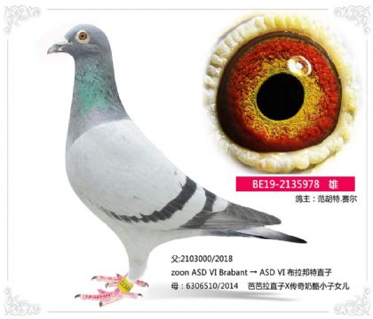 范胡特.赛尔---奶酪978 雄