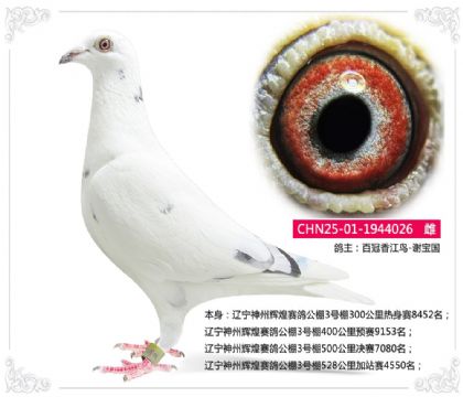 辽宁神州辉煌赛鸽公棚3号棚500公里决赛7080名 雌