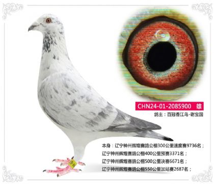 辽宁神州辉煌赛鸽公棚550公里加站赛2687名 雄