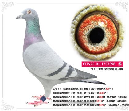 开尔国际赛鸽爱心公棚(春棚)506公里决赛1015名 雌