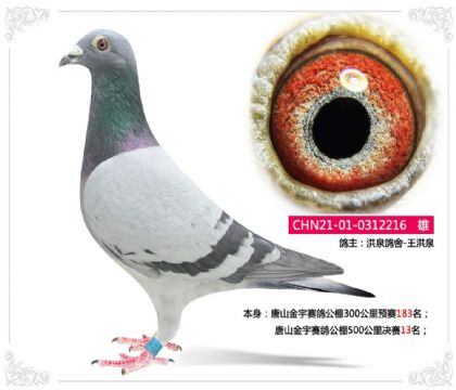 河北唐山金宇赛鸽公棚500公里决赛13名 雄