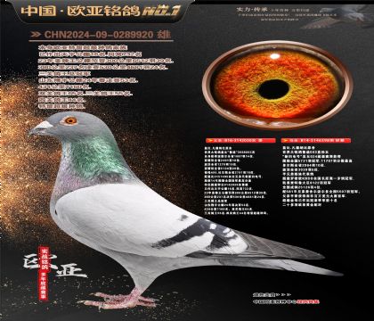 �Ǳ�ԭ��³��ֱ��030X�������ֱŮ398