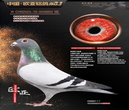 ·��˹����778X����333����