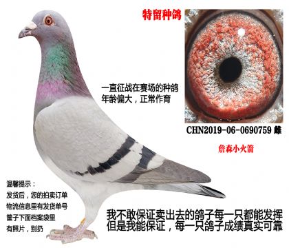 �����ָ루ղɭС�����