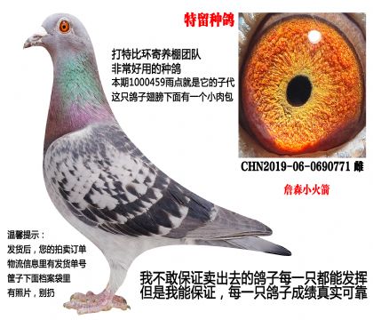 �����ָ루ղɭС�����