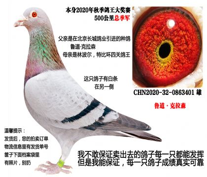 ���ص㣩500�����ܼ�����³��������ɭ�������ָ�