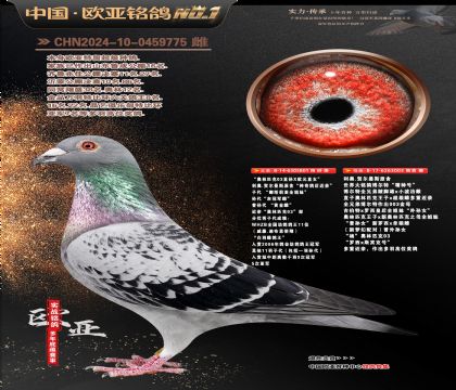 ����ƥ��03ֱ��XŷԪֱŮ801X����003