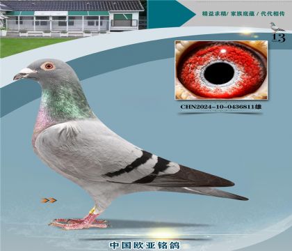 �Ǳ�ԭ��³��998X³��ֱŮ098