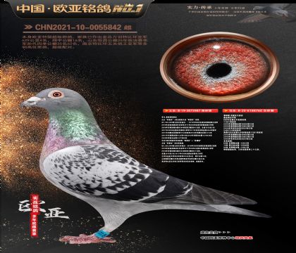 �Ƕ���˹����ԭ��987X��˹��ԭ��760