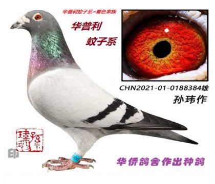 1��--����������ϵ����ɫ����-0188384-��