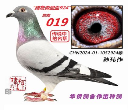 8��-��³��ղɭ�����˹ղɭ1052924��