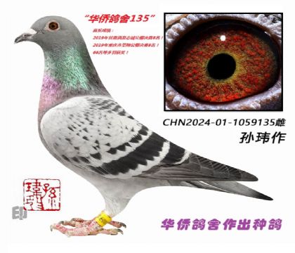 2��--�������Ѫ���Ѫͳ1059135-��