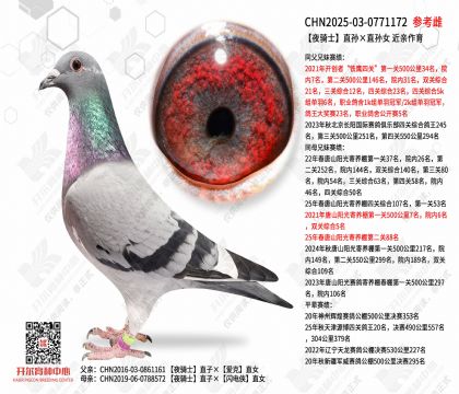 ҹ��ʿֱ���ֱ��Ů  ��������