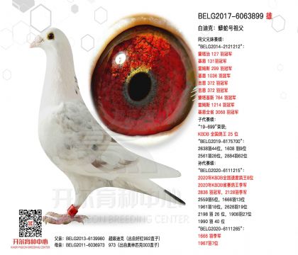 2����-6063899