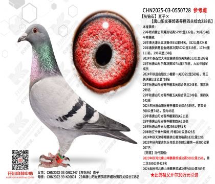 ����ʯֱ�ӡ���ɽ��������������Ĺ��ۺ�238��