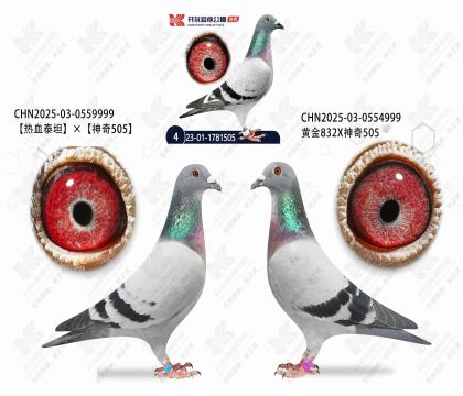 505ֱ��Xֱ��