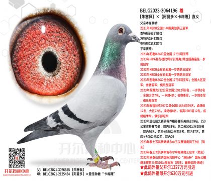 2����-3064196