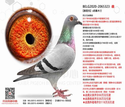 3ĸ��-2065323����