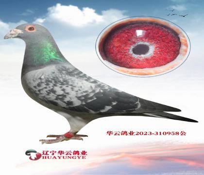 ������������ھ�X��5010