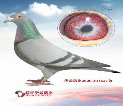 ��������X���۴ơ������λ���ԣ�ֱ��X��������ֱŮ