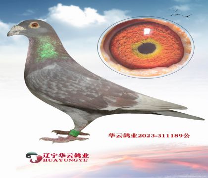 �˸�߼� �߼� ղɭ.�˵�����˹  �Ƽ��ָ�