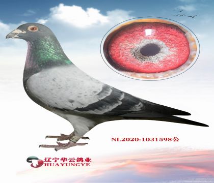 �Ǳ�³�ϵ����  ���������ܶ��λ��