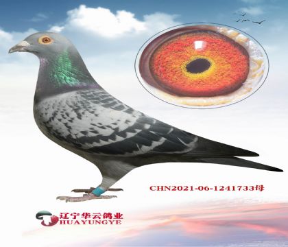 �Ƽ� ����Ψһ��С�Ͽ����ý��׻�Ѫ��Xɣ��ʿ�����ִ�