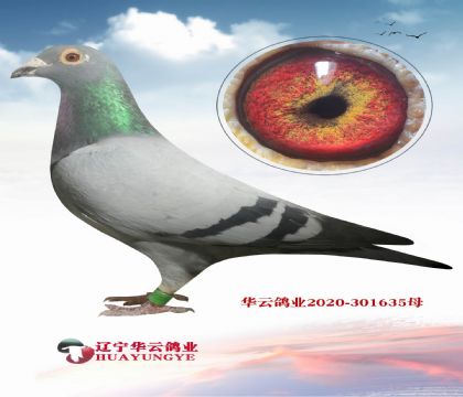 Ӣ��˹�����ֹ� �ƽ����ֱ��X��ƥŵ�ܡ�������ĸ