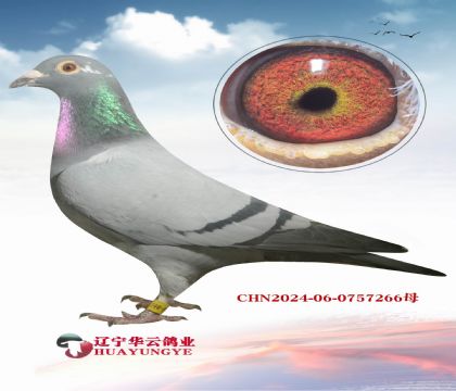 ����������� ������������  �����޵йھ�֮��Ѫ��