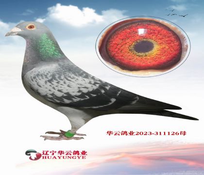 ������������ X��������ĸ��