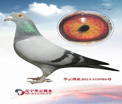 ���Գ�����ԡ���ȱ�ݡ�������Ȧ�ۡ�X�Ӳ����۵�Ӣ��˹