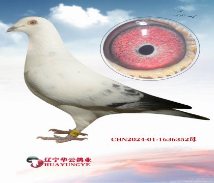 2��ŷ�ص������˹���� ���ĺ���