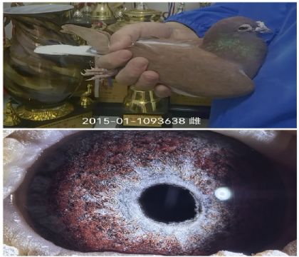 ������840���׻�Ѫ