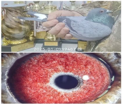 С�ɸ�¿˴Ƹ߱�������