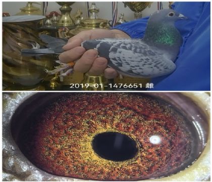 �����Ҳ�Ĭ�¹���ھ�ȫƽ��