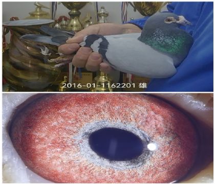 ³������ɭֱ�ӹ����