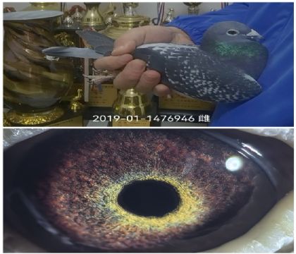 ��ڶ�����λ�Ѫ