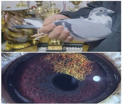 ���ֿ�˹��ʱ��911���ʿ��Ů