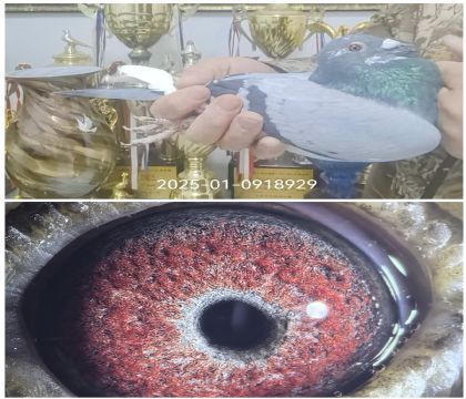 С�ɸ�¿˴Ƹ߱�������