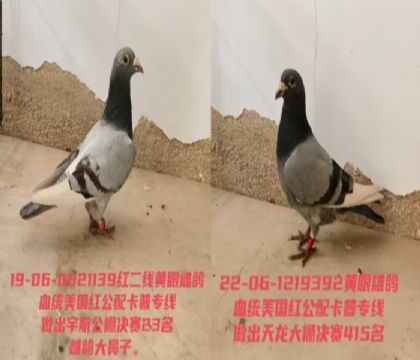 �����칫ղɭһ�ԣ�ԭ������7��ɼ���