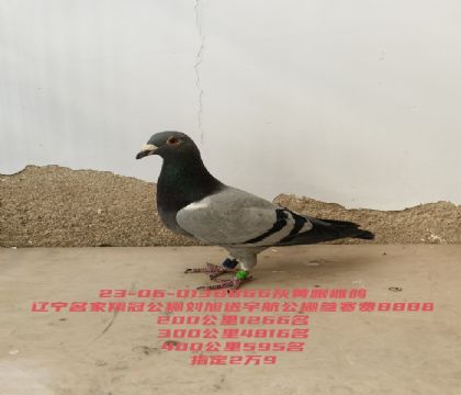 ���������������İٹ���419��