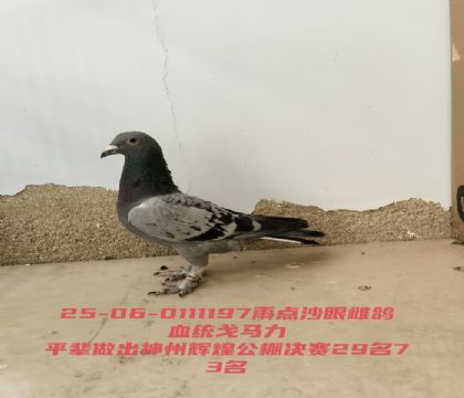 ������ƽ���������ݻԻ͹������29��73