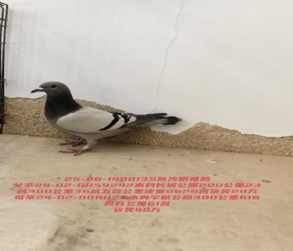 ���ǹ������ٹ���36�䳤�ǹ����İ�61��