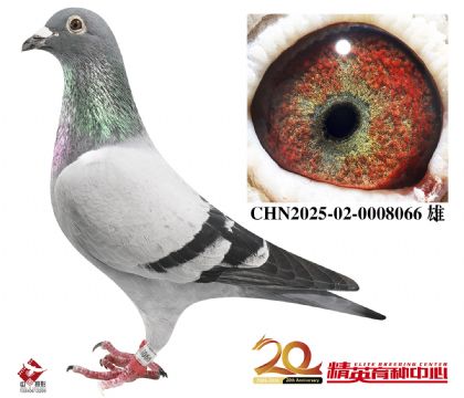 盖比世界铭鸽“鲁迪”近亲直孙